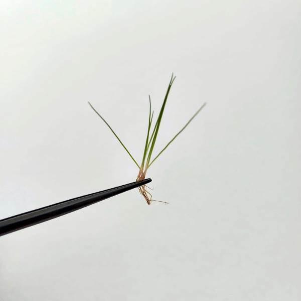 Akvaryum Bitki Maşası - Düz Uçlu - Carbon Siyah - Bitki Ekim Cımbızı	25 cm